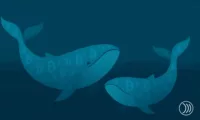 Deux baleines Bitcoin de 2011 déplacent 20 000 BTC après 14 ans d’inactivité