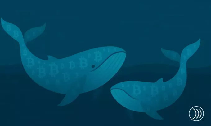 Deux baleines Bitcoin de 2011 déplacent 20 000 BTC après 14 ans d’inactivité